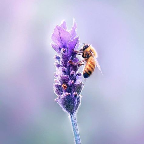 bee photography #savethebees Bee On Lavender, Light Brush, Bee Photography, Color Brush, Pollinator Garden, Save The Bees, Back Garden, Bumble Bee, Insects