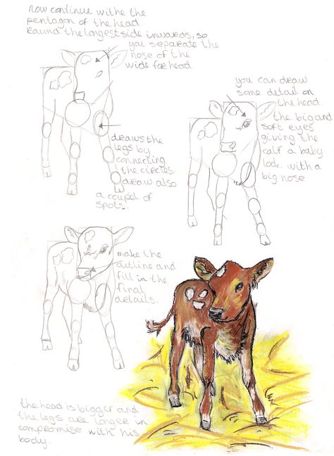 How to draw a calf 2 Calf Reference Drawing, Calves Drawing, Calf Sketch, Calf Drawing, Cow Drawing Reference, Standing Cow Drawing, Two Headed Calf Drawing, Cow And Calf Drawing Easy, Cow Anatomy Drawing