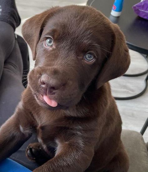 Labrador Puppy Chocolate, Brown Labrador, Chocolate Lab Puppies, Chocolate Labrador Retriever, Cute Dogs Images, Adventure Seeker, Lab Puppy, Lab Dogs, Very Cute Dogs