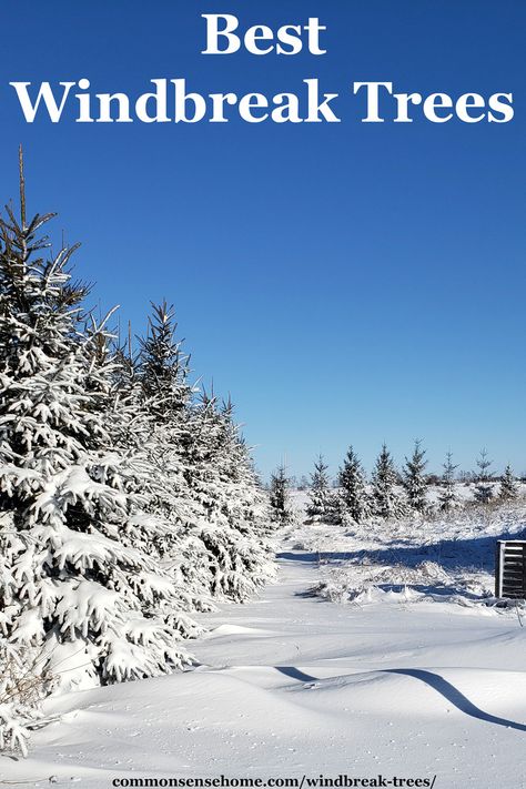 Tree Wind Break, Windbreak Tree Design, Windbreak Trees, Farm Layouts, Short Trees, Evergreen Landscape, American Chestnut, White Spruce, Wind Break