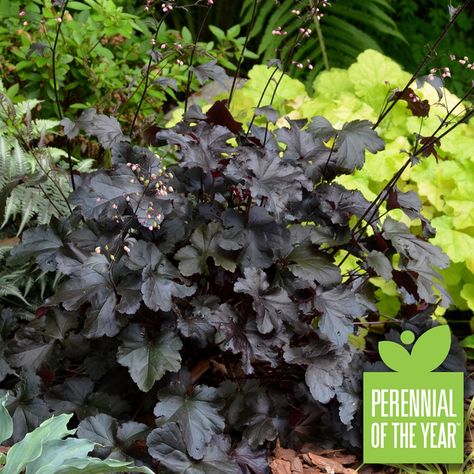 Coral Bells, Black Leaves, Deep Burgundy, Shade Plants, Landscaping Plants, Colorful Garden, Companion Planting, Shade Garden, Front Garden