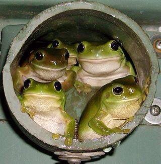 Well, HELLO! Frog Family, Sweet Frog, Green Frogs, Cairns Australia, Frog Pictures, Drain Pipe, Funny Frogs, Frog And Toad, Tree Frogs