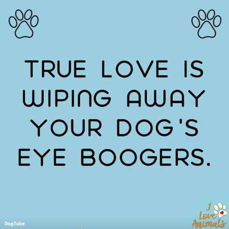 Healer Quotes, Girl Training, Dog Quotes Love, Lovers Quotes, Love Girl, Training Videos, Dog Rules, Dog Eyes, Funny Love