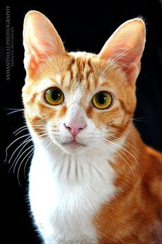 Cat Portrait Photography, Cats Portraits, Wallpaper Portrait, Cat Reference, Orange Tabby Cats, Orange Cats, Cat Portrait, Tuxedo Cat, Cat Photography