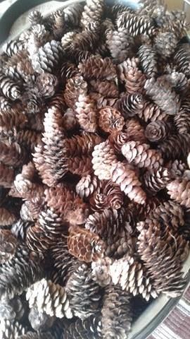 DIY Pinecones Colored Flames Project | Just another Day on the Farm Colored Flames, Solstice Winter, Colorful Fire, Diy Pinecone, Outdoor Camping Gear, Cones Crafts, Pine Cone Crafts, Fall Outdoor, Winter Solstice