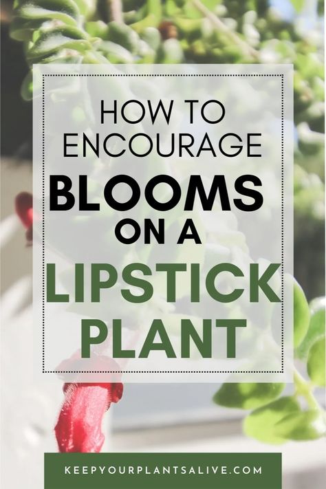 Is your lipstick plant not producing flower? Here are a ton of tips for how to encourage a lipstick plant to bloom! Lipstick Plant Houseplant, Lipstick Plant Care, Lipstick Plant, Pruning Tools, Zz Plant, Long Branch, Plant Health, Indoor Gardening, African Violets