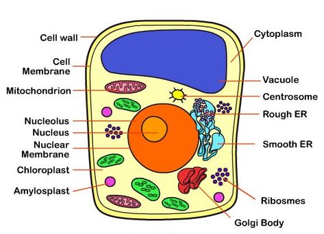 Parts of a Typical Cell - Bullet points Plant Cell Drawing, Plant Cell Labeled, Animal Cell Drawing, Animal Cell Structure, Plant Cell Diagram, Plant Cell Model, Nuclear Membrane, Cell Diagram, Animal Cells