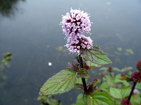 Watermint (Mentha aquatica) vigorous plant in baskets, Healthy Mouth, Mint Water, Mint Leaf, Types Of Insects, Bulk Herbs, Mint Plants, Pond Plants, Organic Green Tea, Plant Identification