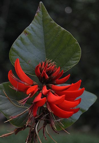 Erythrina variegata Fabaceae Coral Tree Tigers Claw 0514 06 Ravenshoe | Flickr - Photo Sharing! Erythrina Variegata, Strange Plants, Coral Tree, Landscape Architecture Plan, Practical Garden, Endangered Plants, Rainforest Plants, Love Pink Wallpaper, Forest Plants