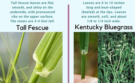 Tall Fescue vs Kentucky Bluegrass: Differences + Which to Choose | CG Lawn Kentucky Bluegrass Lawn, Tall Fescue Grass Lawn, Fescue Grass Lawn, Tall Fescue Lawn, Pet Friendly Yard, Tall Fescue Grass, Fescue Lawn, Clover Lawn, Fescue Grass