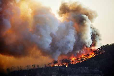 Wildfires pose serious risks to human health through transboundary air pollution, new data suggests. Air Pollution Project, Pollution Pictures, Pollution Project, Air Pollution Poster, Pollution Poster, Bushfires In Australia, The Simple Folk, Growing Mushrooms At Home, Blue Mountains Australia