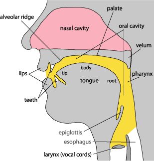 Vocal anatomy - how the voice works - what it looks like Organs Of Speech, Voice Anatomy, Vocal Folds Anatomy, Vocal Anatomy, Vocals Training, Slp Praxis, Anatomy Of Speech Mechanism, Voice Disorders, Vocal Cord Dysfunction