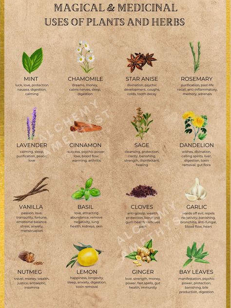 Original graphic art printable download. After purchasing, you will be able to download the high resolution image to create your own prints. *Watermark removed from purchased digital download Uses Of Plants, Herbs Poster, Medicine Garden, Rich Food, Medical Herbs, How To Calm Nerves, Magic Herbs, Magical Herbs, Herbal Healing