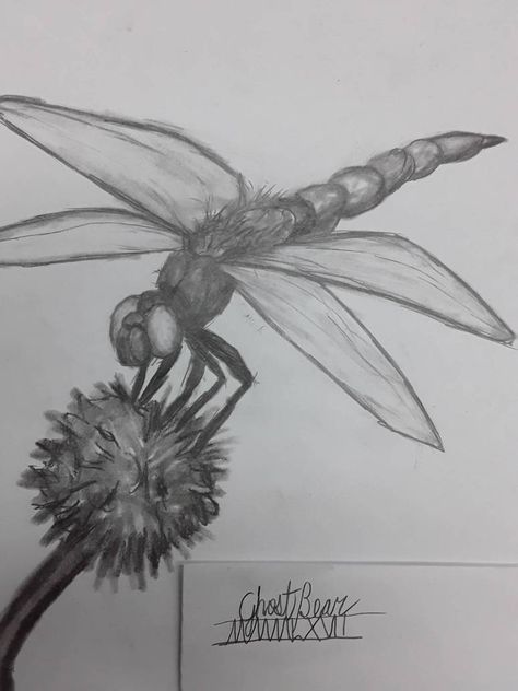 Dragonfly Sketches, Drawing Dragonfly, Dragonflies Drawing, Dragonfly Drawing Art, Dragon Fly Drawing Sketch, Dragonfly Sketch, Drawing Insects, Dragon Fly Drawings, Dragonfly Pencil Drawing