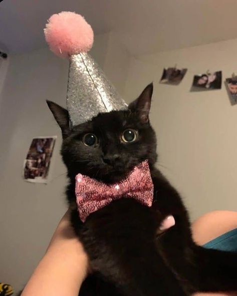 Kitten Cupcakes, Pet Memes, Silly Cats Pictures, A Black Cat, Perfect Photos, Silly Animals, Cat Birthday, Cat Aesthetic, Funny Cute Cats