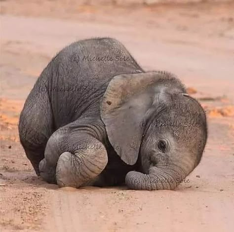 Elephants Photos, Baby Elephants, Animal Babies, Baby Animals Pictures, Elephant Love, Baby Animals Funny, Inspiration Instagram, Cute Wild Animals, Cute Elephant