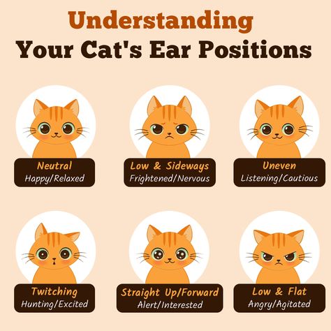 #catcare #felinebehavior #catbodylanguage #petcommunication #catlovers #catparenting #pettips #happycats #cathealth Cat Ear Language, Cat Ear Meaning, Cat Ears Meaning, Cat Knowledge, Cats Behavior, Cat Play Area, Pet Treats Recipes, Describing Words, Cute Cat Photos