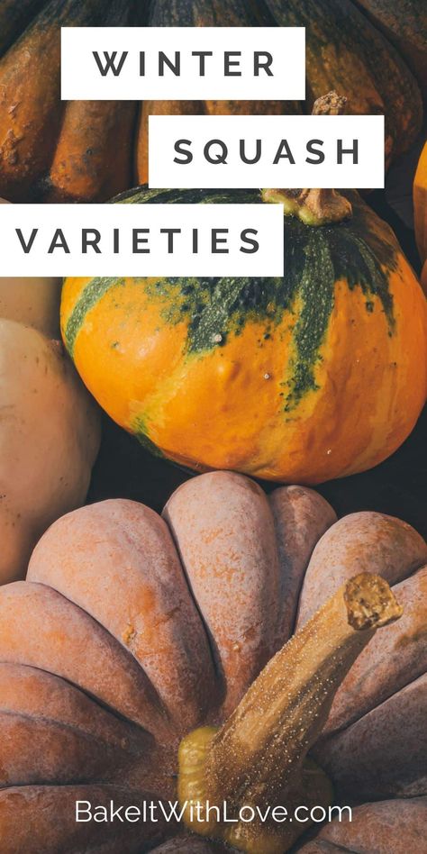 Assorted types of winter squash to illustrate the many varieties and how to use them best. Storing Winter Squash, Round Squash Recipes, Types Of Winter Squash, How To Cook Winter Squash, Koginut Squash Recipes, Autumn Frost Squash Recipe, Types Of Squash, Carnival Squash, Red Kuri Squash