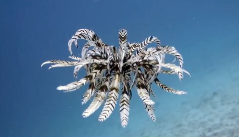 Strange alien-like marine animals called feather star or crinoids have five arms covered in feathery fringes. Feather Starfish, Feather Star, Group Dates, Interesting Pictures, Weird Creatures, Marine Animals, Creature Design, Marine Life, Sea Creatures