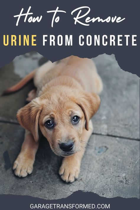 In this post, you'll learn about how to remove urine from concrete after pet accidents on garage floors. Here, we gather the best ideas about cleaning pet stains and eliminating lingering odors to help you refresh your garage space. Learn more about concrete floor cleaning at GarageTransformed.com. Pet Urine Remover, Cleaning Concrete Floors, Remove Urine Smell, Cleaning Pet Urine, Pet Urine Smell, Urine Remover, Remove Pet Stains, Clean Concrete, Garage Floors