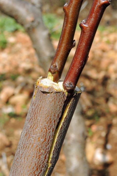 Grafting Fruit Trees, Grafting Plants, Growing Fruit Trees, Vertical Vegetable Garden, نباتات منزلية, Picture Tutorial, Fotografi Digital, Plant Propagation, Organic Vegetable Garden