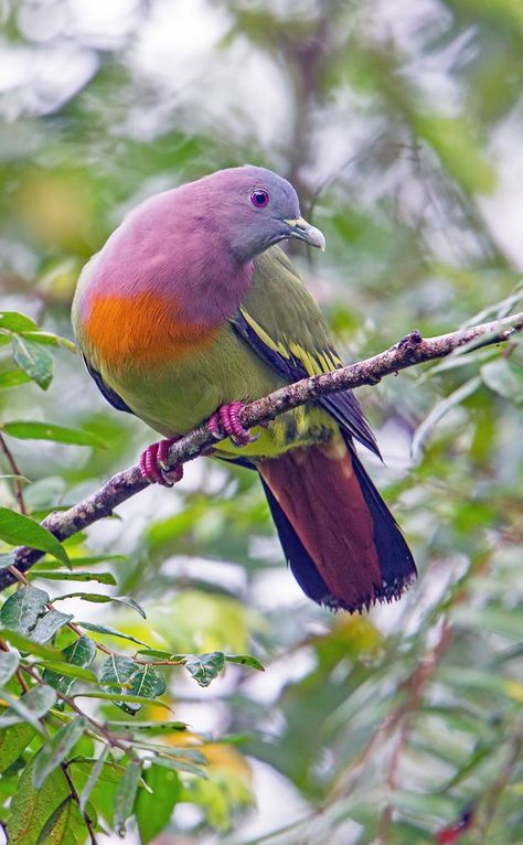 Pink-necked green pigeon (Treron vernans) | Penang Botanic Gardens Art Refence, Pink Necked Green Pigeon, Green Pigeon, Pigeon Breeds, Pigeon Pose, Most Beautiful Birds, Kinds Of Birds, Bird Wallpaper, Colorful Bird