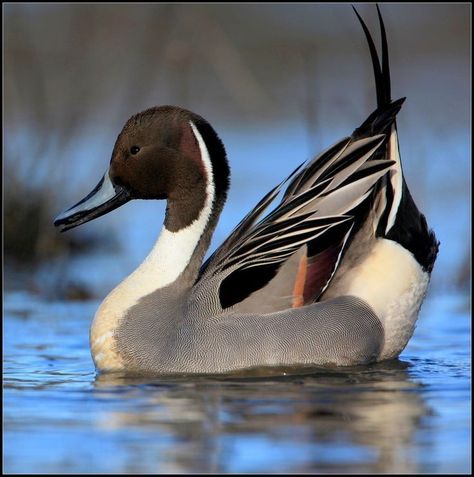 Pintail Duck Painting, Northern Pintail, Pintail Duck, Duck Photography, Duck Species, Duck Pictures, Waterfowl Hunting, Duck Bird, Wildlife Pictures