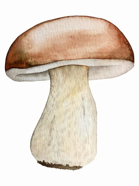 Premium Vector | Vector edible mushroom watercolor vector botanical illustration Mushroom Watercolor, Grass Drawing, Fungi Art, Vector Animation, Mushroom Paint, Watercolor Vector, Mushroom Drawing, Edible Mushrooms, Porcini Mushrooms