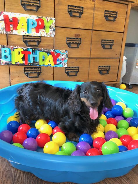 Dog Ball Pit, Dog 3rd Birthday, Dog Pool Party, Birthday Tree, Dog Baby Shower, International Dog Day, Pit Dog, Preppy Dog, Dog Pool