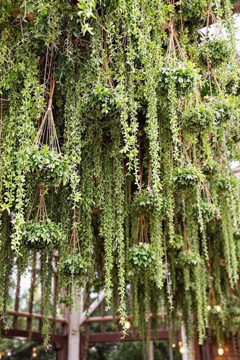 Planning a wedding and looking to create a stunning focal point at the altar? Discover these 15 breathtaking wedding altar ideas that will leave you awe-inspired! From suspended greenery drapes to floral arches and charming rustic settings, these ideas are perfect whether you are envisioning a romantic outdoor ceremony or an elegant indoor celebration. Each idea reflects beauty and creativity, ensuring your special day has that unforgettable touch. Get inspired and find the perfect style that resonates with your wedding vision. Wedding Altar Ideas, Anniversary Dinner Outfit, Classy Wedding Cakes, Floral Arches, Wedding Altar, Altar Ideas, Twinkle String Lights, 16th Anniversary, Cascading Flowers