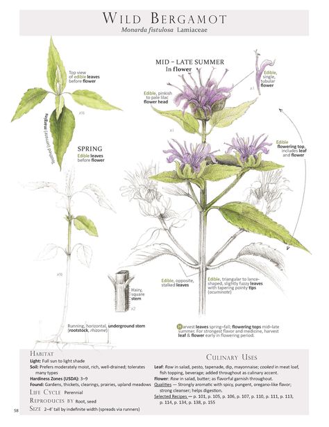 Bergamot Plant, Oregano Flowers, Wild Bergamot, Wild Foraging, Edible Wild Plants, Magia Das Ervas, Herbs Plants, Healing Plants, Wild Edibles