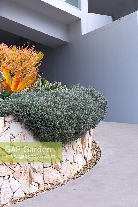 A raised garden bed made from semi-dressed sandstone blocks features Oscularia deltoides, spilling over the edge. A passive pebble drain is seen at the base of the wall. Sandstone Garden Edge, Sandstone Blocks, Mums Garden, Court Yard, Stone Garden, Landscape Designs, Over The Edge, Plant Photography, Garden Edging