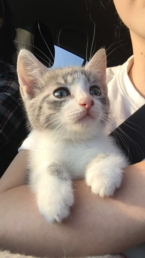 Grey And White Kitten Aesthetic, Light Grey Tabby Cat, White And Grey Tabby Cat, Grey And White Cats, Gray And White Kitten, Toyger Kitten, Light Grey Cat, Silver Tabby Kitten, Grey And White Kitten