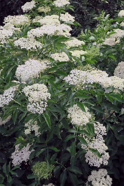 The spectacular and profuse white blooms of the elderberry bush are reminiscent of snowball hydrangeas: https://gardenerspath.com/plants/fruit/grow-elderberries/ Elderberry Plant Shrubs, Elderflower Plant, Flowers Species, Elderberry Growing, Elder Berry, Elderberry Shrub, Elderberry Plant, Elderberry Flower, Elderberry Bush