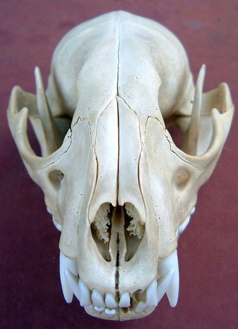 Wolf skull Canine Skull, Bone Drawing, Raccoon Skull, Mini Tela, Backpiece Tattoo, Fox Skull, Dog Skull, Skull Reference, Wolf Skull