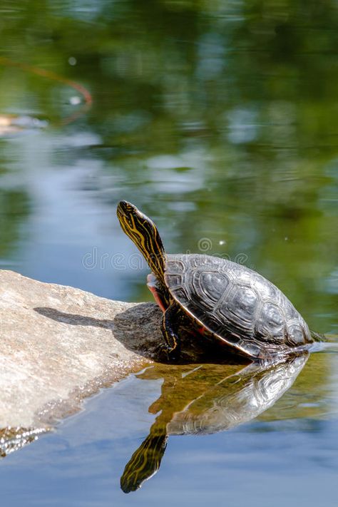 Western Painted Turtle, Slider Turtle, Water Turtle, Painted Turtle, Big Turtle, Late Morning, Turtle Pond, Fun Facts About Animals, Aquatic Turtles