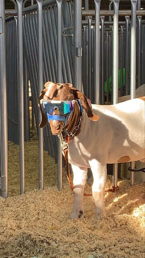 Goat With Pit Vipers, Animals In Pit Vipers, Cow Wearing Pit Vipers, Animals With Pit Vipers, Pitvipers Sunglasses, Ffa Aesthetic, Animals In Sunglasses, Goat With Sunglasses, Goat Wallpapers