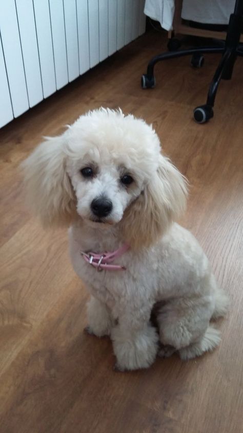 Toy Poodle Haircut, Miniature Poodles, Poodle Haircut, Poodle Cuts, Toy Poodles, Puppy Cut, Poodle Grooming, French Poodles, Miniature Poodle