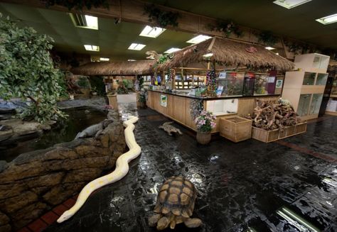 This Reptile Zoo In Southern California  Is Unlike Anything You've Ever Seen Reptile Store, Reptile Shop, Reptile Zoo, Reptile House, Reptile Room, Rabbit Cages, Reptile Terrarium, Turtle Tank, Reptile Enclosure