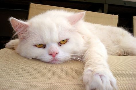 Five Signs that Your Cat Might Be Bored-Kittentoob Cat Bored, Boring Cat, Bored Cat, Older Cats, Creature Of Habit, Pet Memes, Fancy Cats, Lazy Cat, Cat Pictures