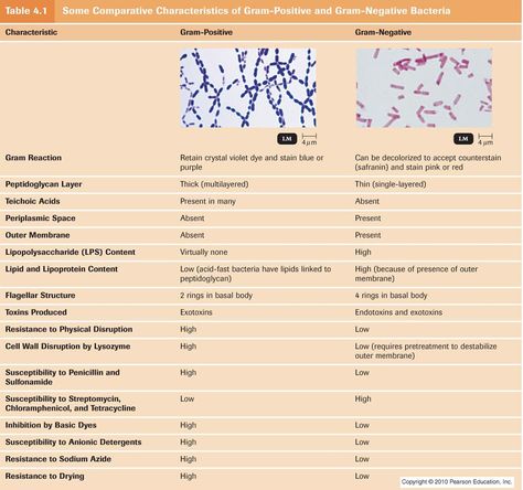 Microbiology Study, Lab Humor, Medical Laboratory Technician, Microbiology Lab, Gram Negative Bacteria, Medical Laboratory Science, Biology Teacher, Biology Notes, Medical Coding