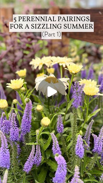 Amsterdam Garden Centre on Instagram: "🏵️ Beat the heat with sizzling summer blooms!

Mike recommends 5 perennial pairings guaranteed to thrive in full sun ☀️:

1. Delphinium ‘Red Lark’ & Penstemon ‘Pristine Purple’
2. Eryngium ‘Big Blue’ & Achillea ‘Milly Rock Rose’
3. Digitalis ‘Panther’ & Salvia ‘Dark Matter’
4. Veronica ‘Ever After’ & Shasta Daisy ‘Banana Cream II’
5. Coreopsis ‘Solana Golden Sphere’ & Sedum ‘Dark Magic’

All in stock! Get yours before they’re gone!

#perennialpairings #landscapedesignideas #landscapedesign #gardeninspiration #perennialgarden #perennials #perennial #learnoninstagram #flowergarden #pittmeadowsbc #gardeners #amsterdamgardencentre #mapleridgebc #vancouverbc

Landscape Garden Design | Garden Landscaping Ideas | Garden Plants | Flower Garden | Garden Ideas Shasta Daisy Companion Plants, Poblano Tacos, Chicken Poblano, Milly Rock, Garden Landscaping Ideas, Landscape Garden Design, Shasta Daisy, Rock Rose, Dark Magic