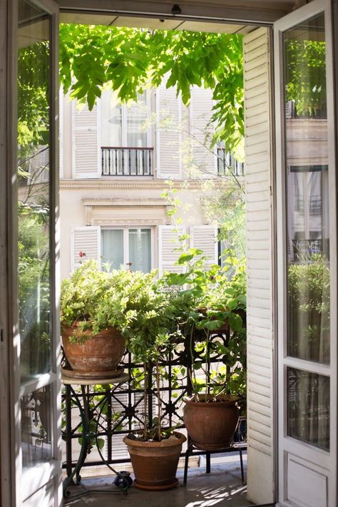 Clematis Armandii, Paris Balcony, Small Urban Garden, French Balcony, Apartment Balcony Garden, Balkon Decor, Tiny Balcony, Small Balcony Garden, Balcony Flowers