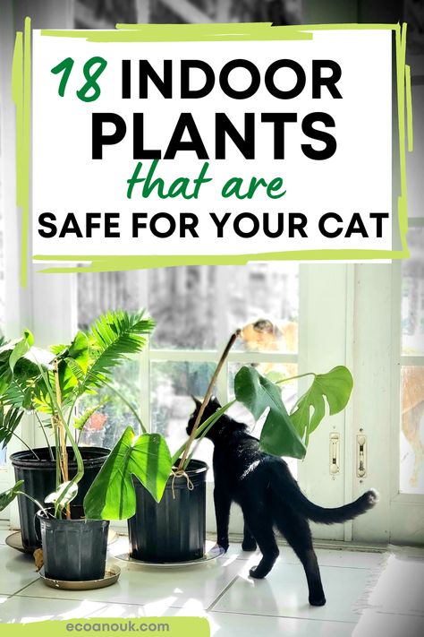 Black cat among indoor potted plants Indoor Plants Pet Friendly, Cat Safe House Plants, Houseplants Safe For Cats, Safe House Plants, Cat Friendly Plants, Cat Safe Plants, Easy House Plants, Plants Pet Friendly, Cat Plants