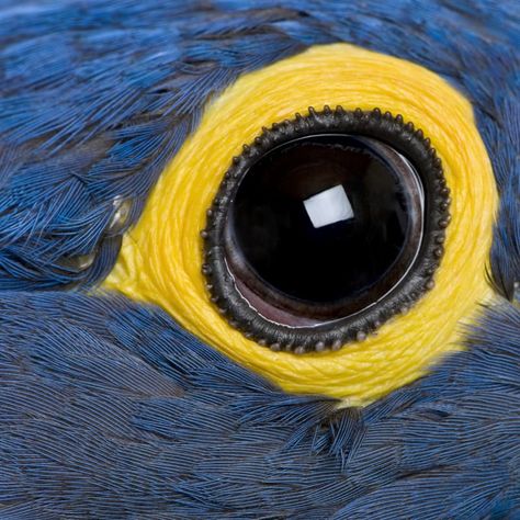 #4 Hyacinth Macaw can see UV wavelengths which people can't see. Hyacinth Macaw, Eye Close Up, Macaw Parrot, Eyes Problems, Rare Birds, Animal Facts, Tropical Birds, Animal Hospital, Small Birds