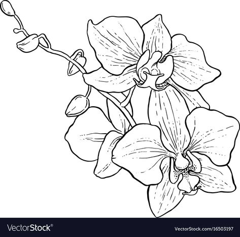 Orchid Illustration, Orchid Drawing, Orchids Painting, Orchid Photography, Orchid Tattoo, Flower Line Drawings, Flower Sketches, Line Art Tattoos, Orchid Flower