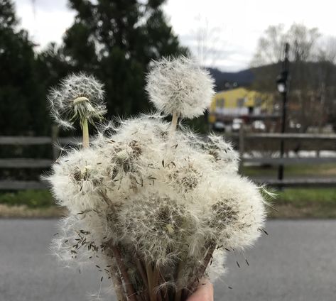 Bouquet of dandelions Bouquet Of Dandelions, Dandelion Bouquet, Pale Grunge, Dandelion Seed, Dandelion Flower, Flower Therapy, Flowers Bouquet, Dandelion, Dream Wedding