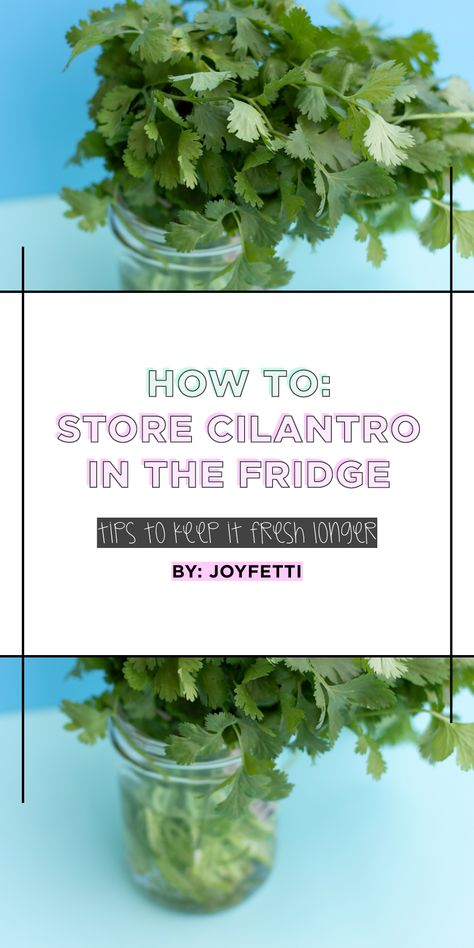 HOME Store Cilantro, Herbs Storage, Store Fresh Herbs, Cooking With Fresh Herbs, Dish Organization, Herb Storage, Fruit And Vegetable Storage, Vegetable Storage, How To Store