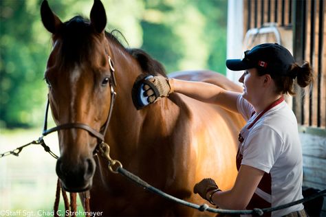 Horse Liberty, Grooming Horse, Insta Edits, Gcse Photography, Horse Brushes, Horse Showing, Dog Cat Pictures, Horse Reference, Horse Magazine