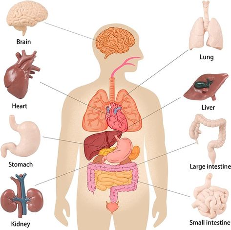 Human Organs Model (***) | Patreon Internal Organs For Kids, Third Grade Science Projects, Human Body Organ System, Human Body Crafts, Human Body Science Projects, Summer Science Activities, Fossils Activities, Kindergarten Science Activities, Human Body Projects